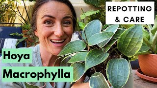 Hoya Macrophylla Variegata  Repotting and Care [upl. by Peti]