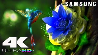 4K ULtra HD  SAMSUNG UHD Demo׃ LED TV [upl. by Ahsenyl527]