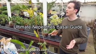 The Ultimate Nepenthes Basal Guide [upl. by Brenn]