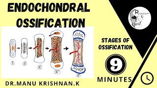 Endochondral ossificationCartilagenous ossification  simplified version [upl. by Anuahsar]