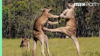 Greatest Fights In The Animal Kingdom Part 1  BBC Earth [upl. by Joao678]