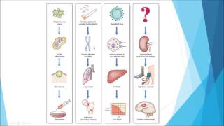 Oncogenes Molecular Basis of Neoplasia Part 2 [upl. by Assirrak]