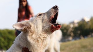 6 Aggressive Dog Training Tips And What NOT to Do [upl. by Ssyla]