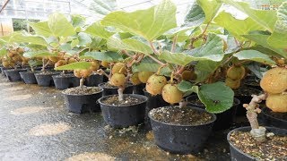 WOW Amazing New Agriculture Technology  Kiwi Fruit [upl. by Salina]