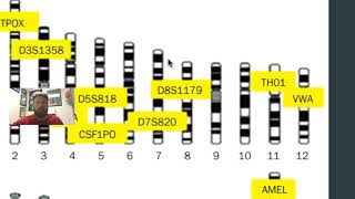 STR DNA Profiles [upl. by Ayarahs]