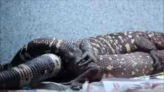 Beaded Lizard Breeding [upl. by Ahrens]