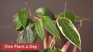 Hoya macrophylla Variegata Houseplant Care — 48 of 365 [upl. by Candis]