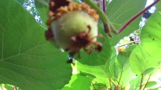 How to Grow Kiwi Fruit in Canada [upl. by Bechler381]