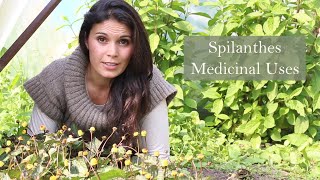 Medicnal Uses of Spilanthes Acmella oleraceae [upl. by Shir727]