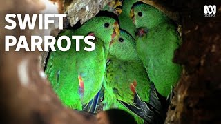 Swift Parrots  An Endangered Species Remarkable Recovery [upl. by Corene]