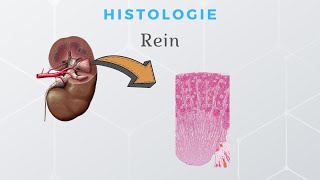 Histologie du Rein [upl. by Alicia]