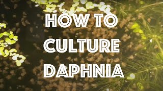 How To Culture Daphnia Magna [upl. by Isoj942]