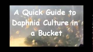 How to culture daphnia outside [upl. by Nannerb12]