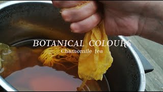 CHAMOMILE TEA  EASY way to NATURAL DYE at HOME  Botanical colours  Casa Caribe [upl. by Aicertal]