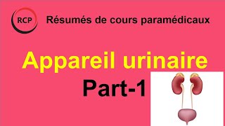 Appareil urinaire Anatomie  Part 1 [upl. by Loriner]