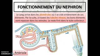 Cours 28  Le système urinaire [upl. by Anders]