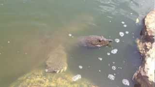 Giant African Softshell TurtlesTrionyx triunguis In Israel River mov [upl. by Malinowski]