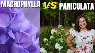 Hydrangea varieties Macrophylla mophead vs Paniculata panicle [upl. by Airamat]