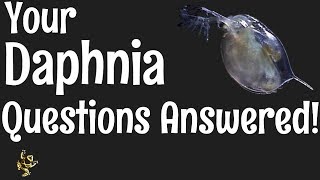 Daphnia Questions Answered [upl. by Dahs448]