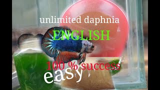 daphnia moina culture Easy way Unlimited production English  with sub Green water Chlorella [upl. by Sitoiyanap]