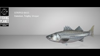 Fishing Planet  Blue Crab Island  Unique  Striped Bass Labrax Hunt Spoon Lure [upl. by Etnahsa]