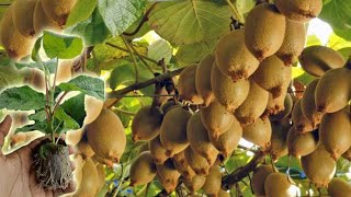 How to Grow Prune And Harvesting Kiwifruit  Gardening Tips [upl. by Aivonas]