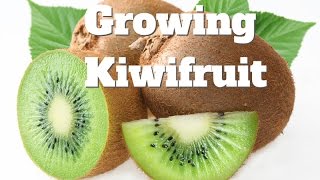 Growing Kiwifruit Vines in Australia [upl. by Asus]