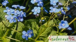 Brunnera macrophylla Siberian bugloss Growing Guide [upl. by Namqul929]