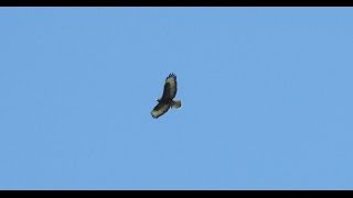 Common Buzzard Hovering and Attacking Prey [upl. by Burch]