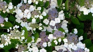 Hydrangea macrophylla Lacecap [upl. by Nnawtna]