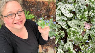 Brunnera Macrophylla  Jack Frost Siberian Bugloss Growing in My Spring Garden [upl. by Ally319]