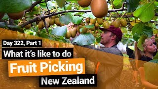 🥝 Kiwifruit Picking in New Zealand Working Holiday Job – New Zealands Biggest Gap Year [upl. by Sivartal998]