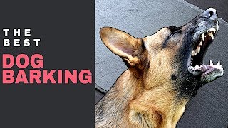 Dog Barking Sound Effect  Aggressive Dog Bark Sound Effect [upl. by Barbi]