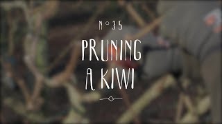 How to prune a kiwi plant [upl. by Eldwon]