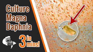 How to culture DAPHNIA MAGNA  The easy way [upl. by Dragon]