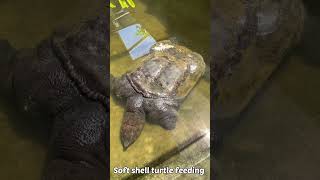 Giant soft shell turtle feeding  Labilabi makan [upl. by Onavlis]