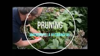 How to cut Hydrangea flowers blooms macrophylla in Fall [upl. by Sivatnod]