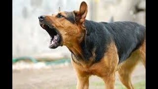 Dog Barking 1 Hour [upl. by Sheelagh]