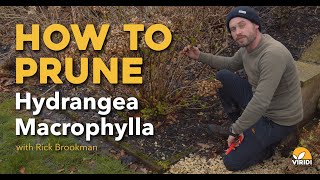 How to prune Hydrangea Macrophylla with Rick Brookman [upl. by Ebneter981]