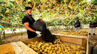 🥝 AWESOME DAY ON KIWI FRUIT ORCHARD NEW ZEALAND [upl. by Atirys903]