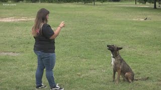 What to do if an aggressive dog approaches you  KVUE [upl. by Bryon]