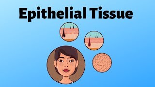 Different types of epithelial tissue [upl. by Nedyaj]