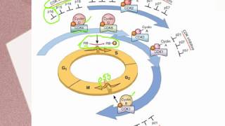 MYELOPROLIFERATIVE NEOPLASMS What’s happening inside the body [upl. by Notneuq]