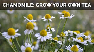 How to Grow Chamomile From Seed And Make Your Own Tea [upl. by Britton]