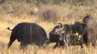 Cape Buffalo do battle [upl. by Thorstein]