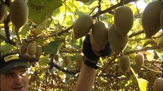 New Zealand Kiwifruit Harvesting best practice [upl. by Sarilda90]