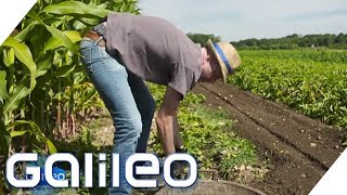 Der harte Alltag eines Bauerns  Galileo  ProSieben [upl. by Aihsekal]