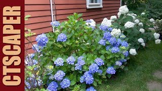 4 HYDRANGEAS IN 4 MINUTES [upl. by Euqnimod]