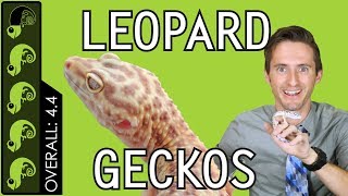 Leopard Gecko The Best Pet Reptile [upl. by Mariya84]