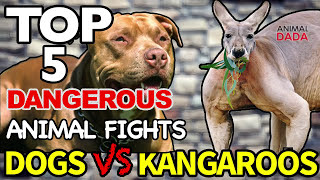 Dog Vs Kangaroo  Wild Animals Fights [upl. by Joscelin]